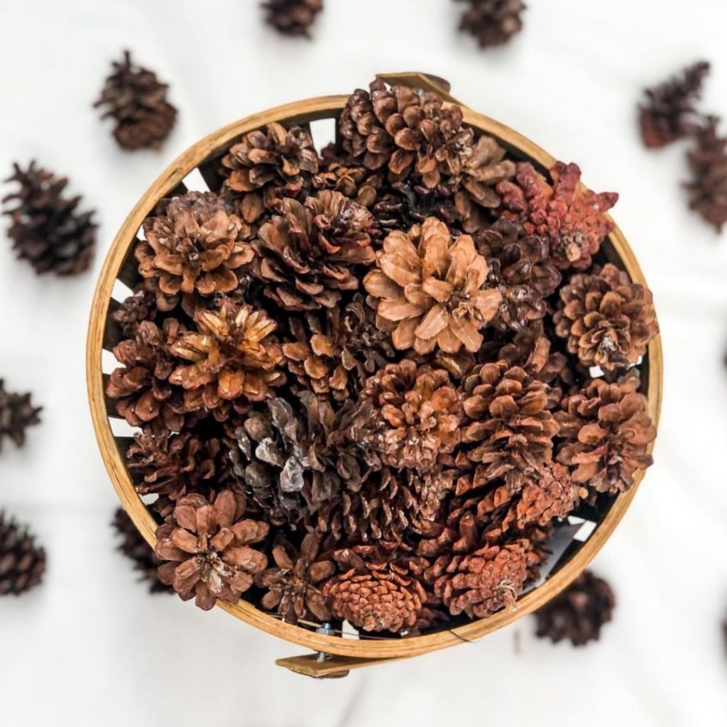 D'EMPRESS grosir bunga pinus kering rustic untuk props foto properti fotografi properti konten aesth