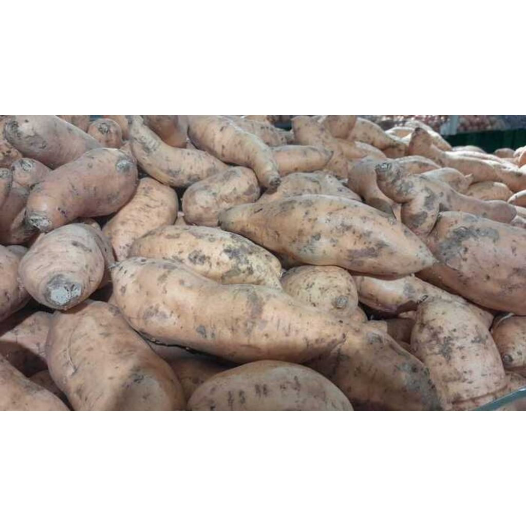 

Ubi jalar (Boled) dari Maja,Majalengka. Kwalitas terbaik