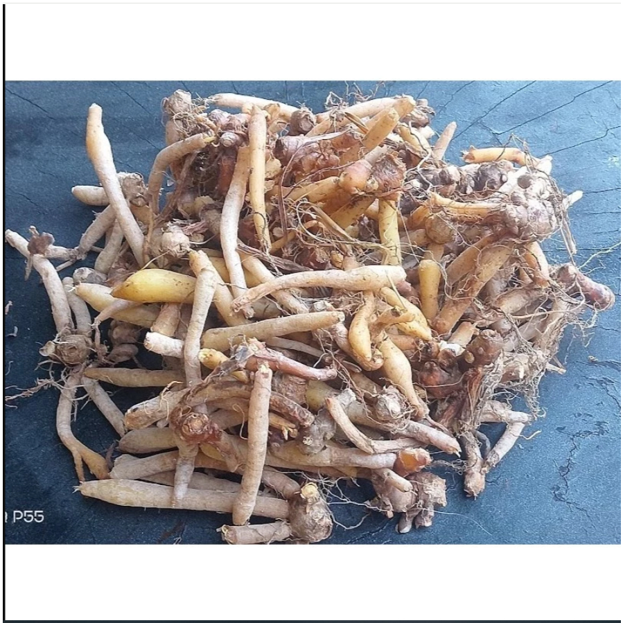 

1 Kg Temu Kunci / 500 Gram TemuKunci Segar