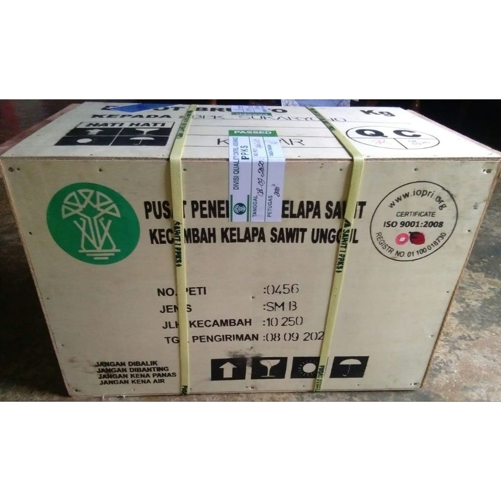 kecambah sawit asli medan isi 250 butir