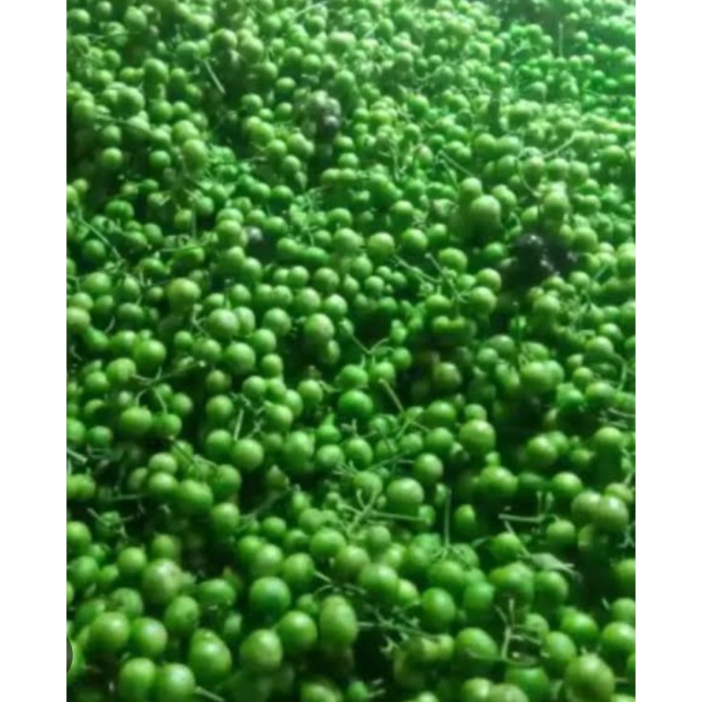 

Jual buah ranti atau lenca segar organik 250 g
