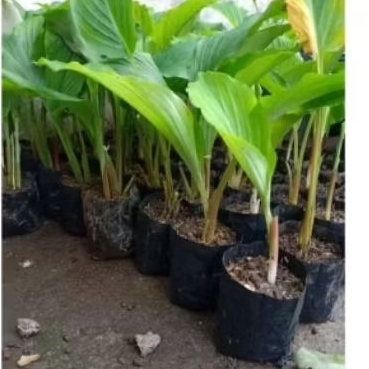 bibit kunir/hitam asli 100%