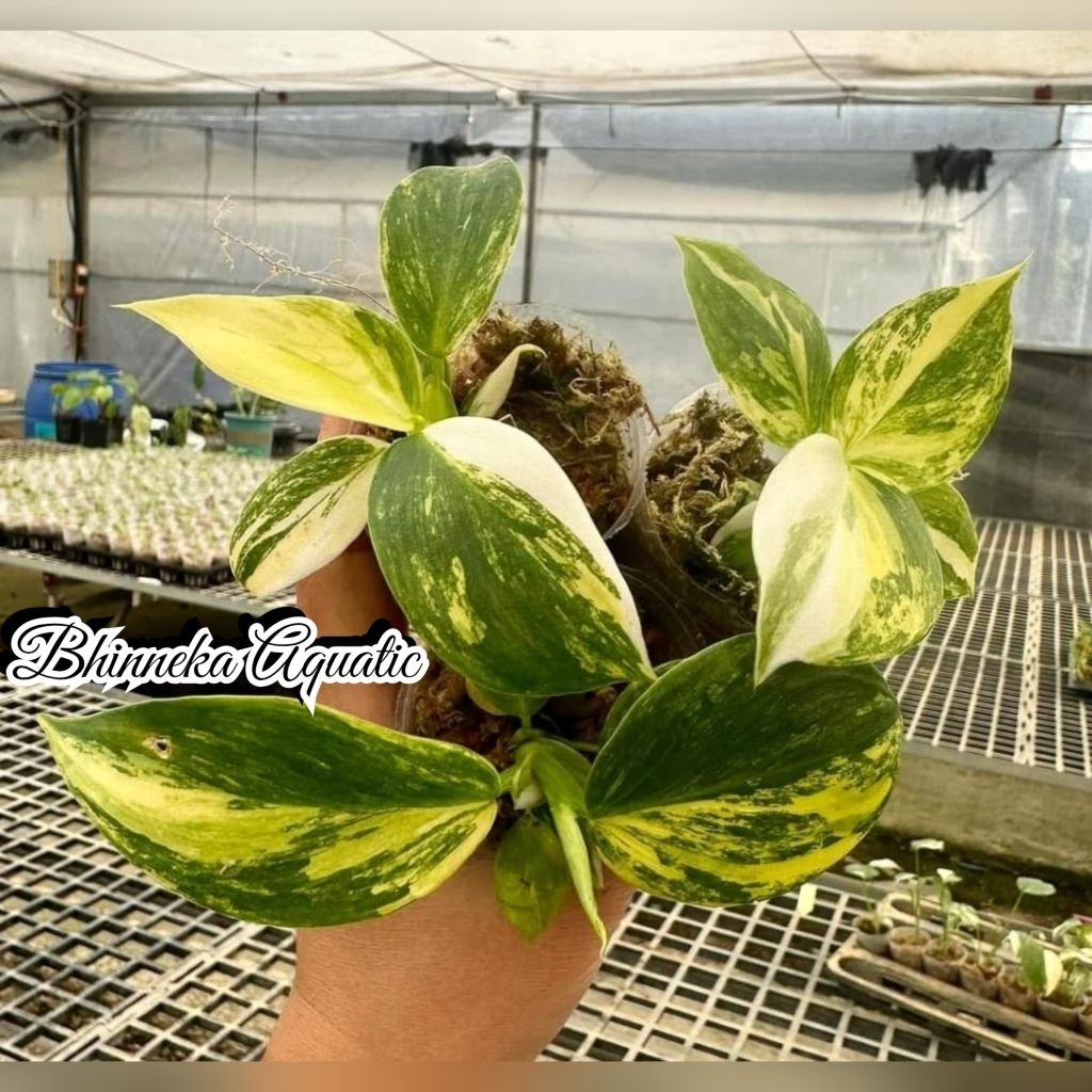 Tanaman Hias White Wizard Tricolor Varigata Variegata Real Pict Murah Ekonomis