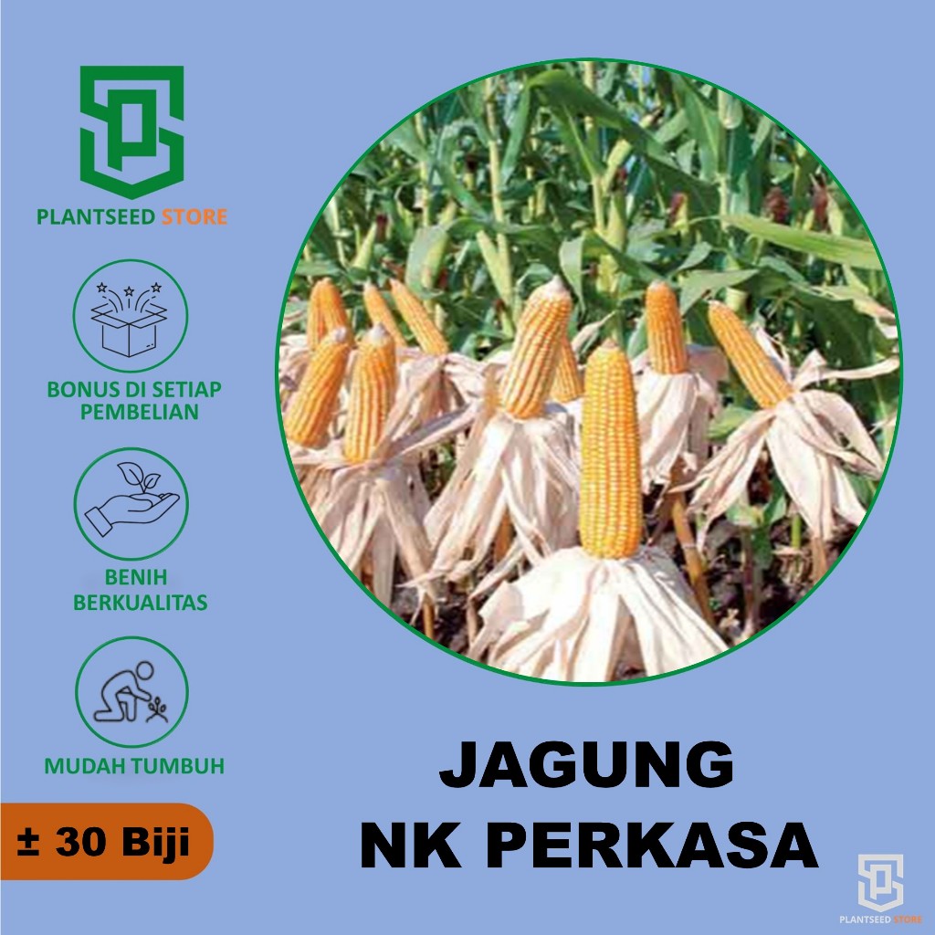 PlantSeed - 30 Benih Jagung NK 6172 PERKASA Hibrida F1