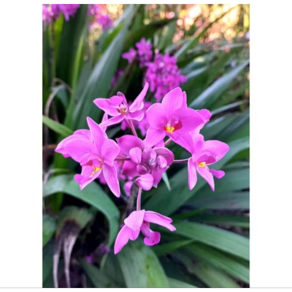 TANAMAN ANGGREK TANAH SPATOGLOTIS BERBUNGA WANGI