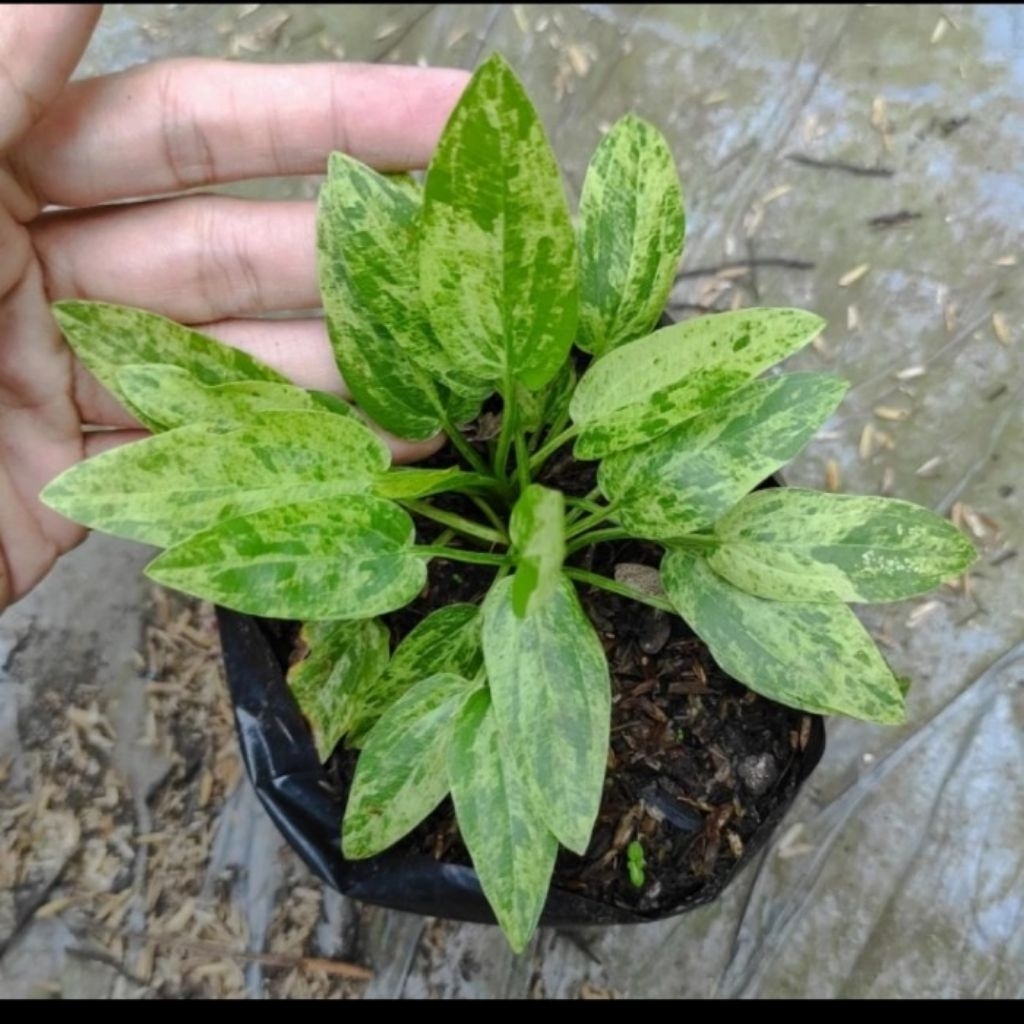 Bibit Melati Air Varigata