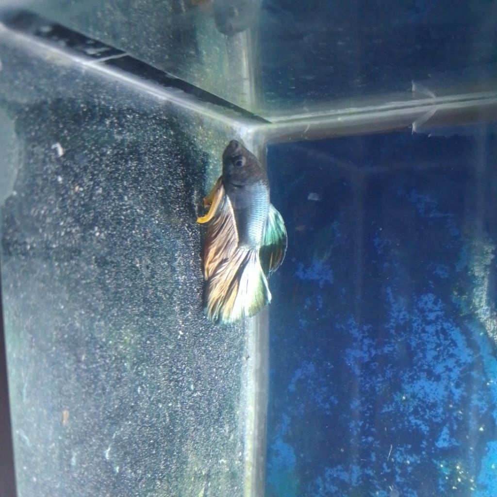 ikan cupang crowntail