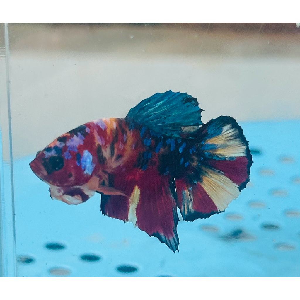 Yellow Base Multicolor Kode MCL-10 - hiasan aquarium