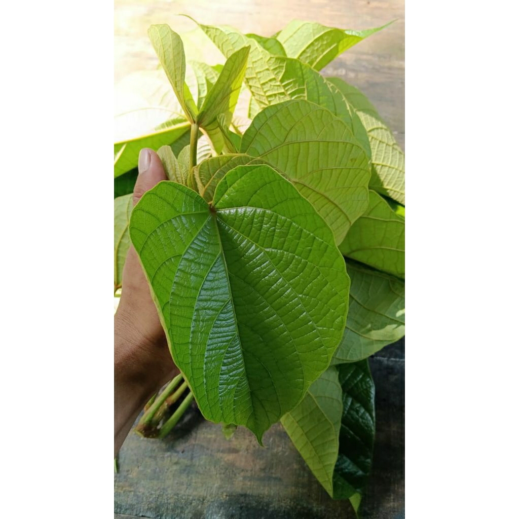 

Daun kepayang segar 1000 gram