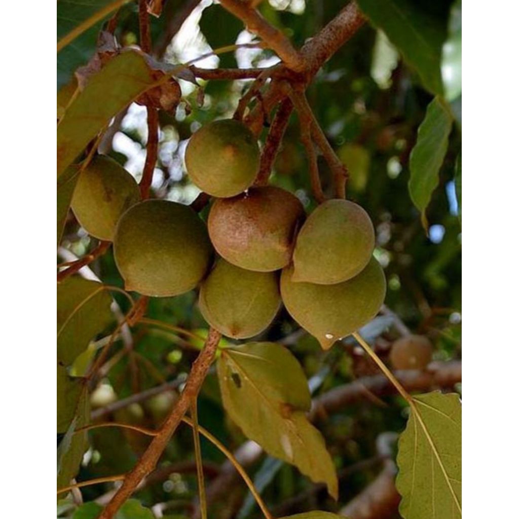 

kemiri kulit harga borongan ataw per kg