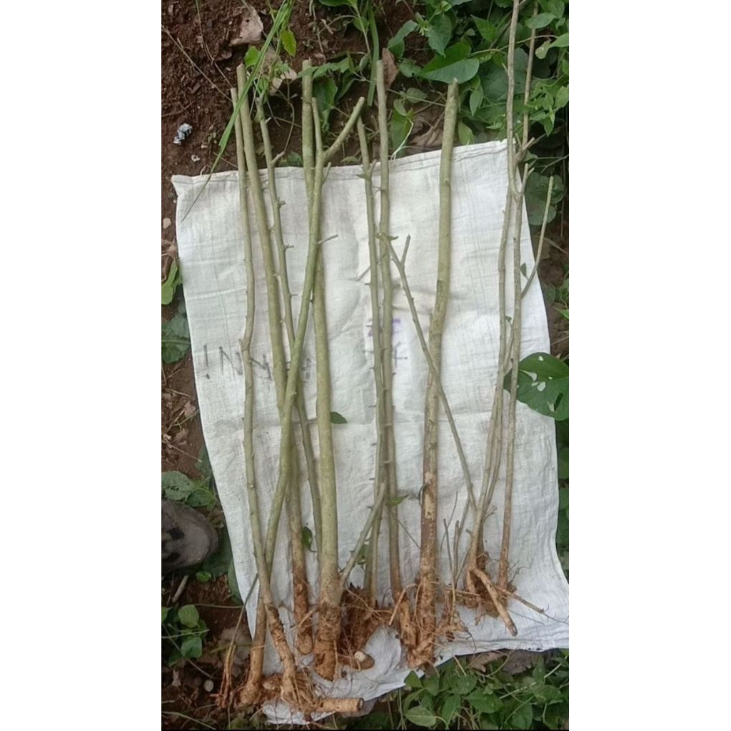 6 bahan bonsai serut batang lurus untuk gruping