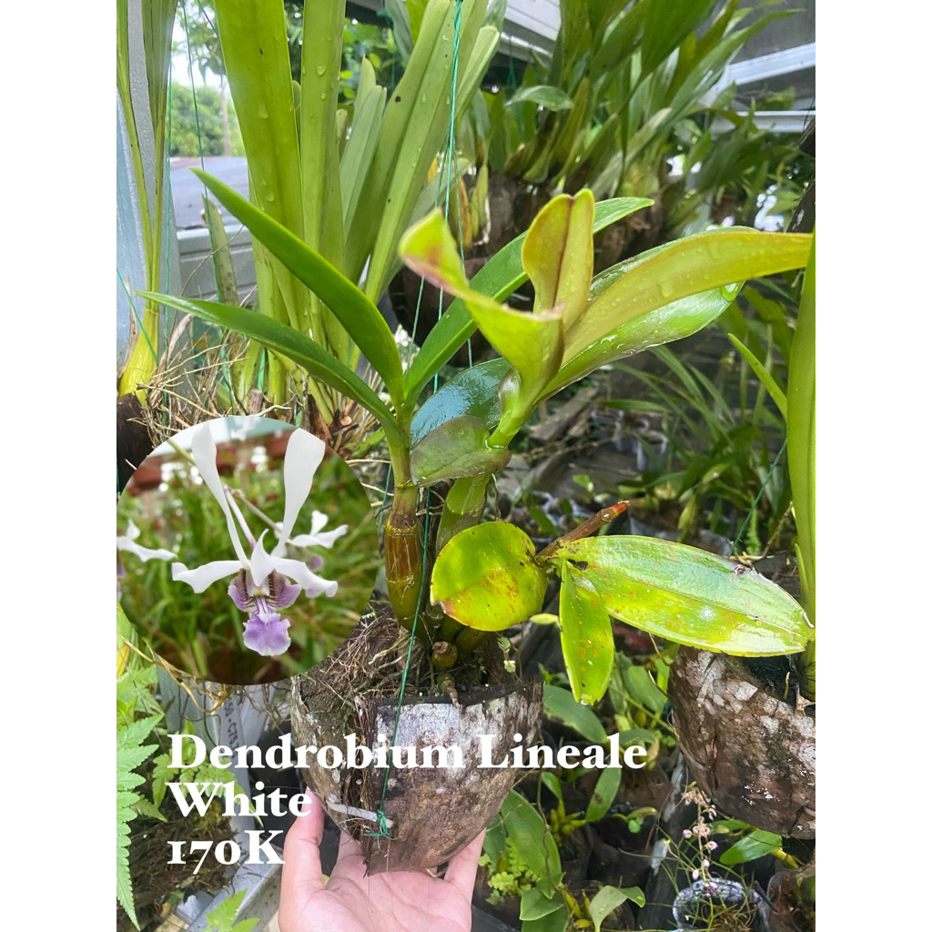 Anggrek Dendrobium Lineale Whaite