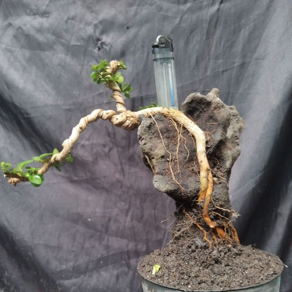 Bahan Bonsai Sancang Tanuki Meliuk Cakep Small Medium The Maxx 30 cm real pick