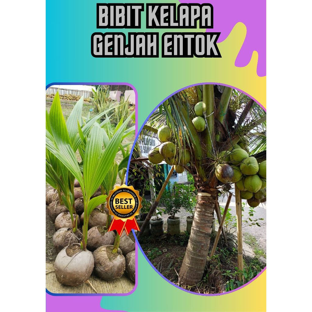 SUDAH DIKUPAS  Bibit Buah Kelapa Genjah Hibrida F1, Bibit Buah Kelapa Genjah Kebumen F1