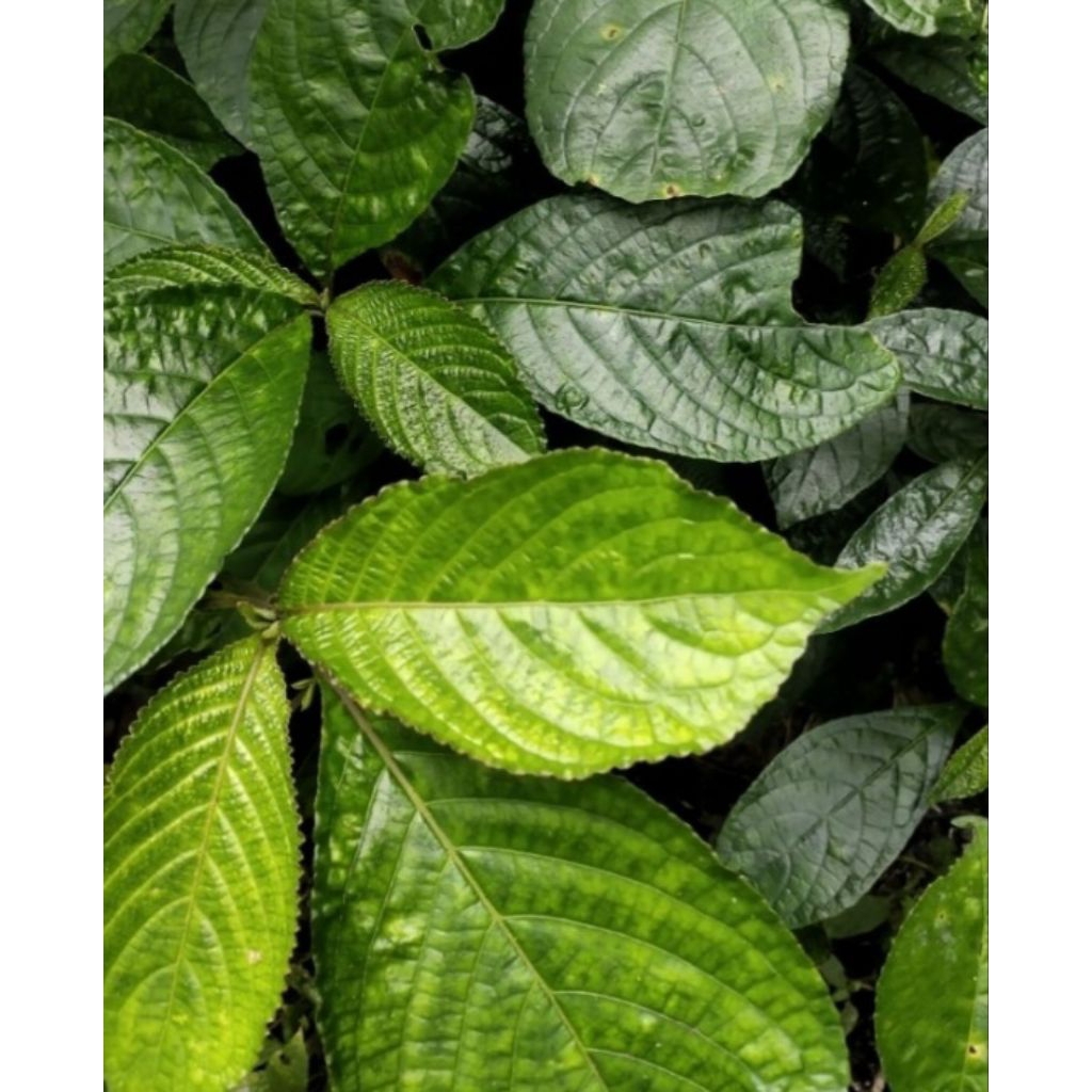 

Jual daun keji atau kibelin pecah beling 500 g