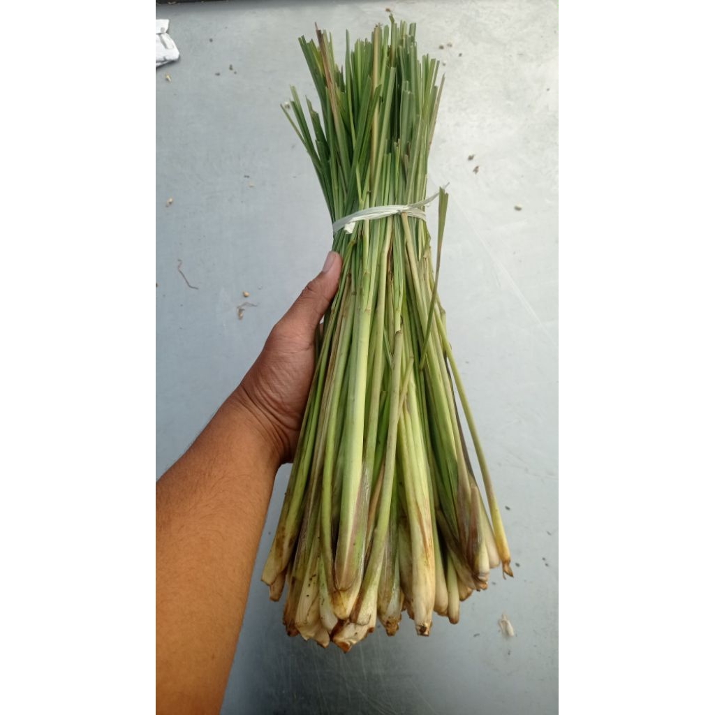 

SERAI / SEREH / DAUN SEREH
