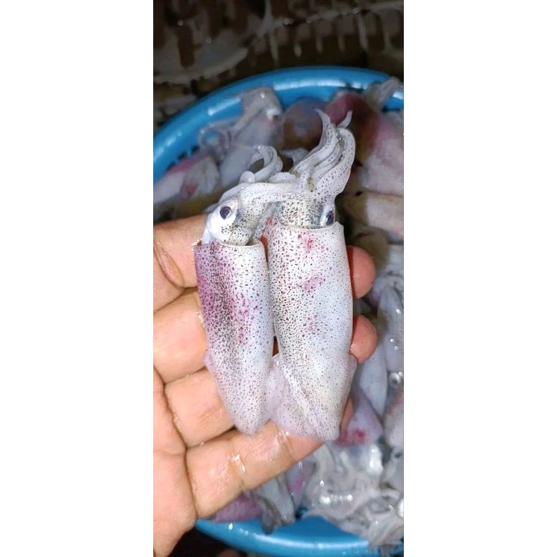 

Cumi Cumi ukuran kecil