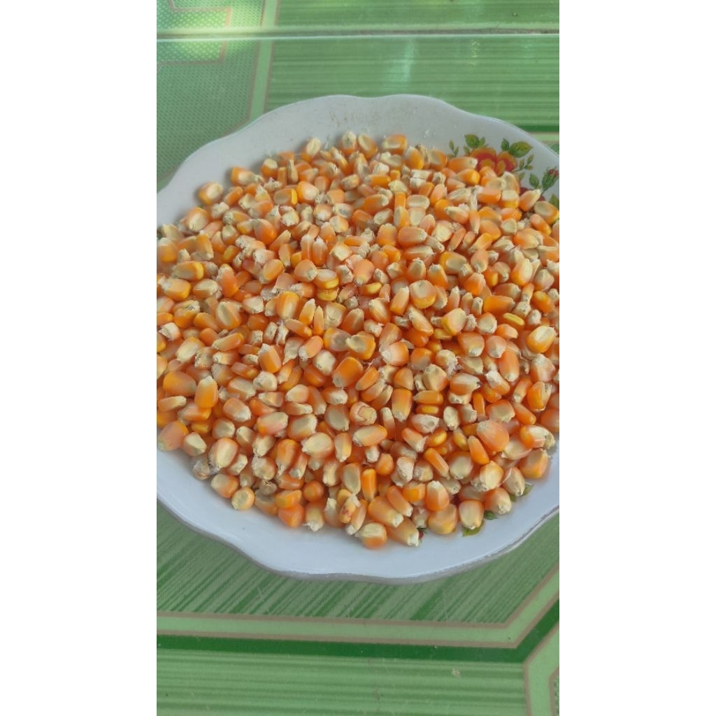 

Biji jagung 1kg (gratis ongkir)