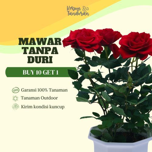 5 Bibit Mawar Hidup Tanpa Duri - Mekar Indah, Aman untuk Anak Aman Digenggam