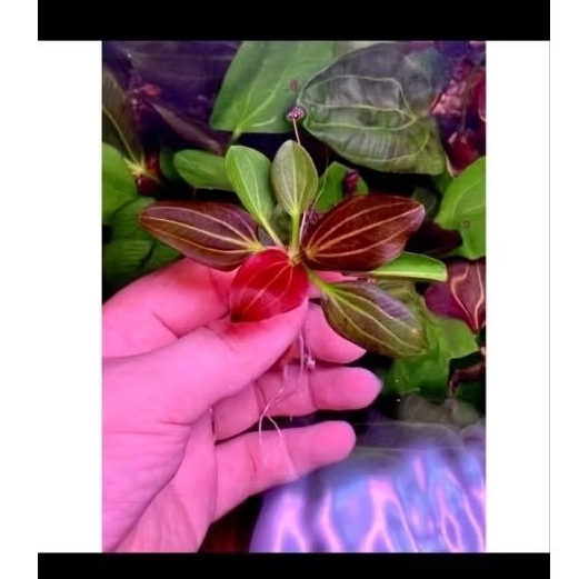 Echinodorus iguazu red | Rare plant