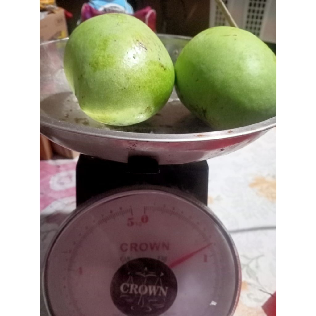 

Mangga Indramayu mangkel