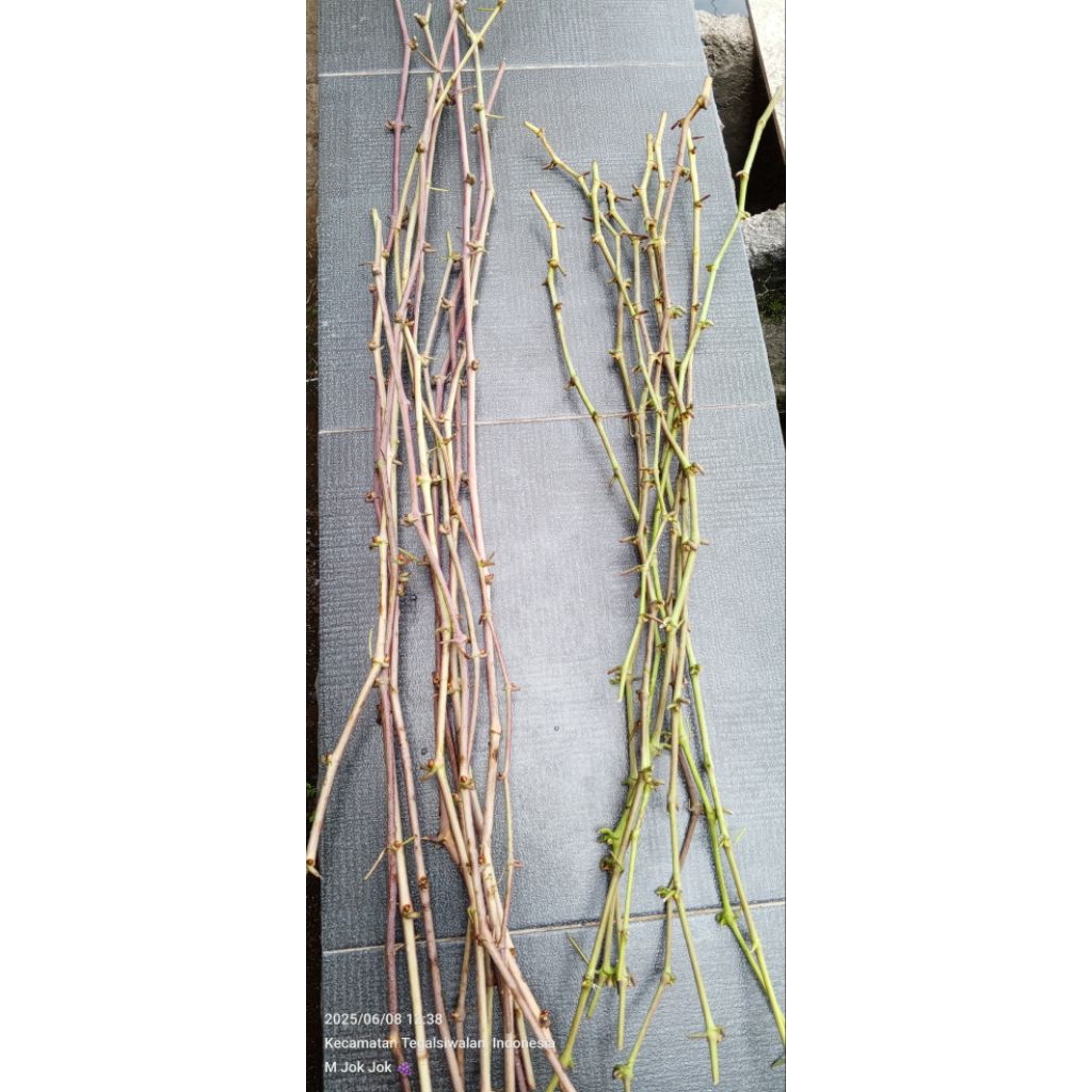 Entres Anggur Import Harga per Matun Jupiter Lorano portugies dream