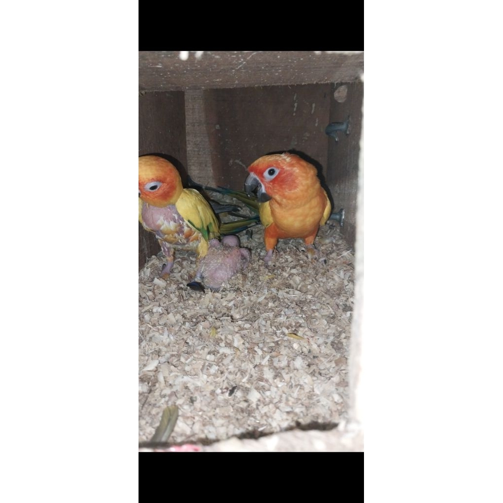 sunConure