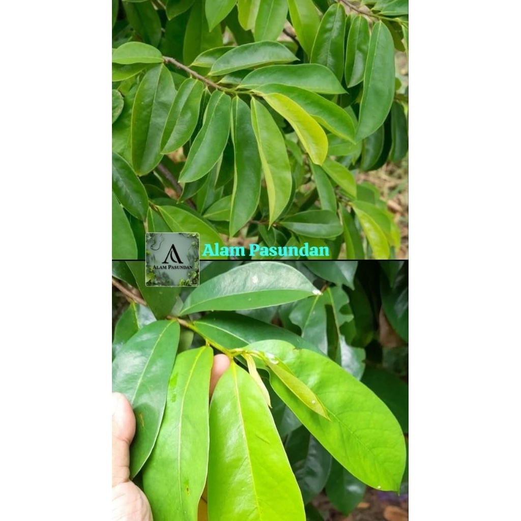 

Daun sirsak obat herbal tradisional