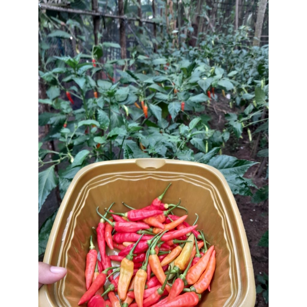 

cabai caplak / cabai rawit merah/cabai setan 250gr [medan]