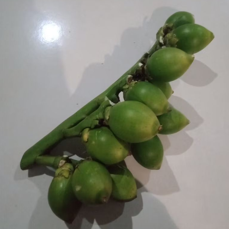 

buah pinang jambe muda 500gram buah pinang segar