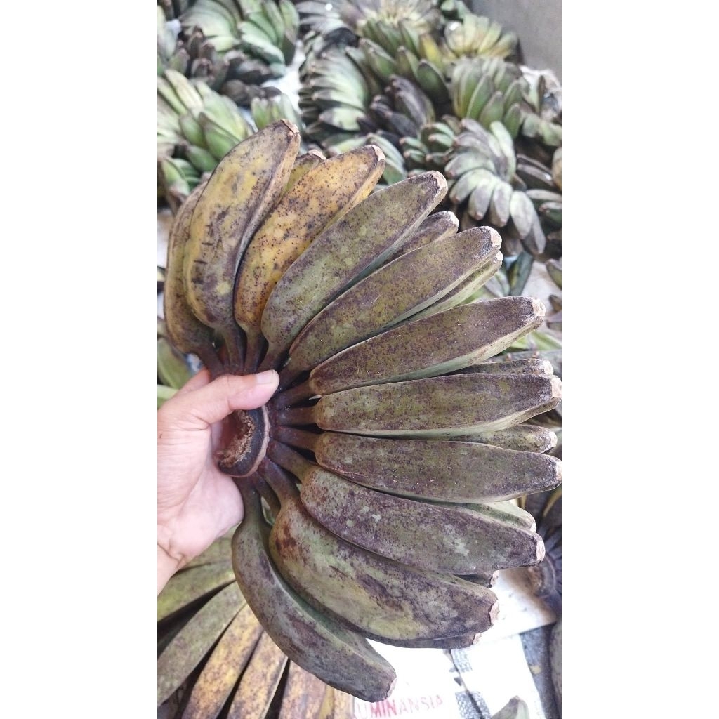 

pisang kepok
