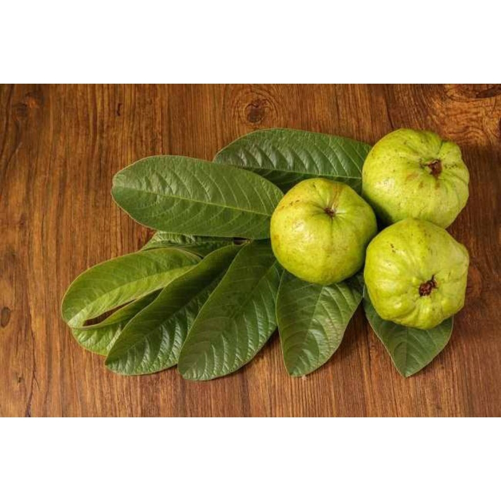 

Daun jambu segar