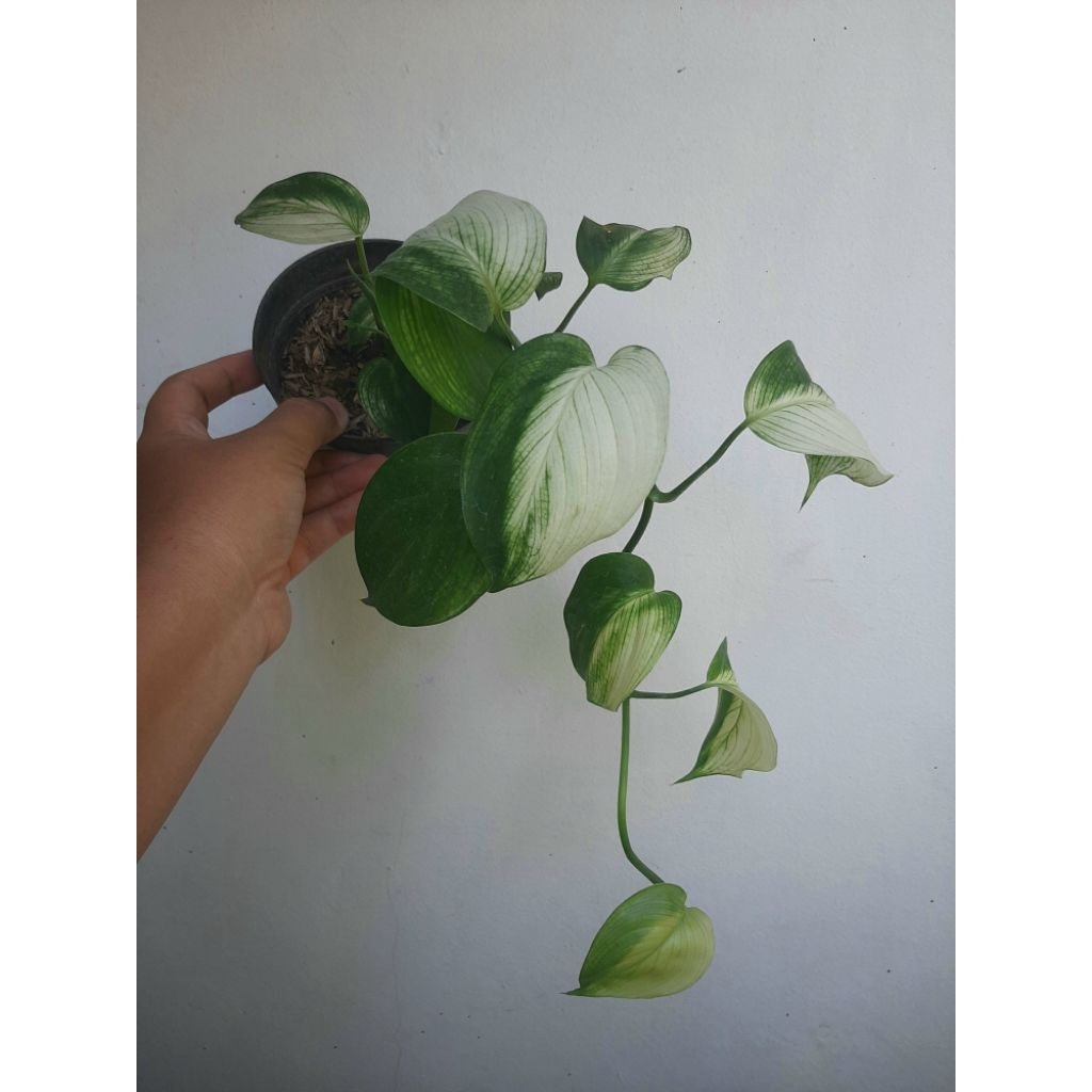 Scindapsus White Monster