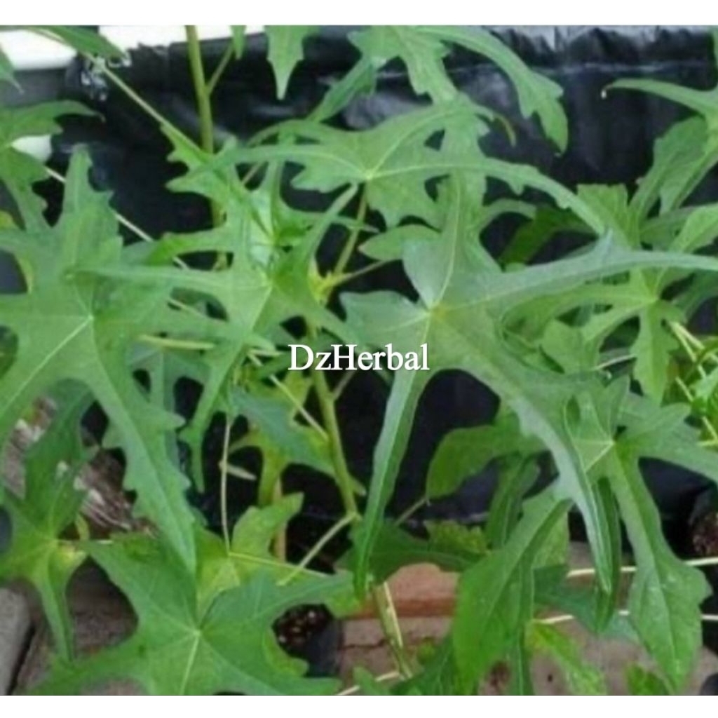 

Daun gedi segar daun gedi berlenderi 50 lembar petik langsung-az