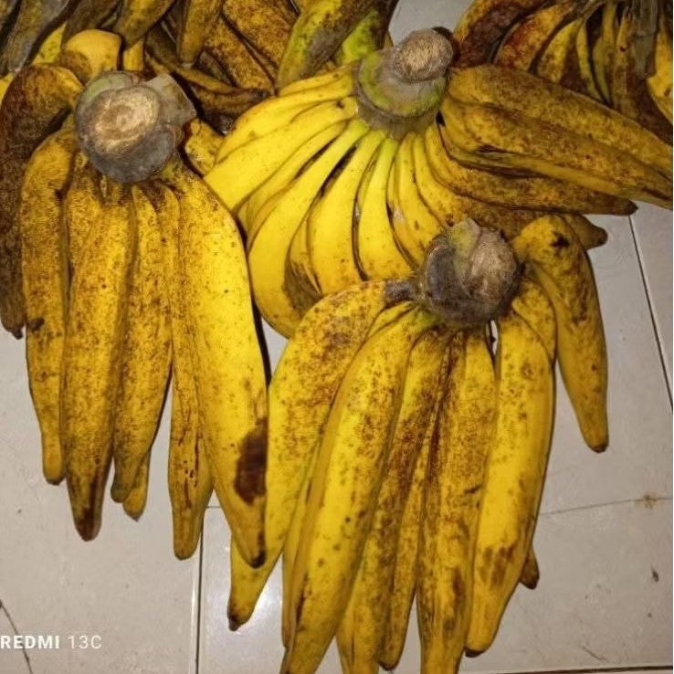 

PISANG TANDUK 1PCS