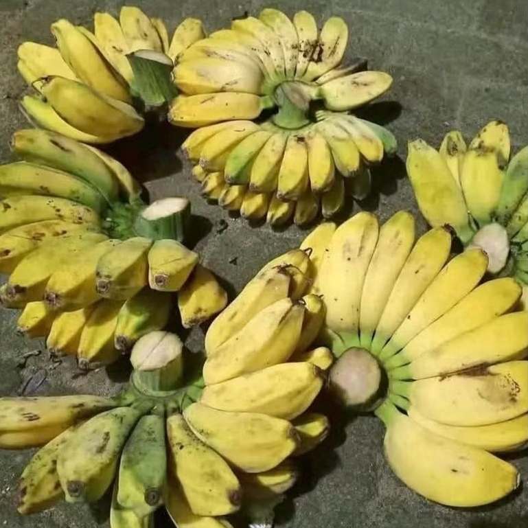 

PISANG KEPOK 1 SISIR