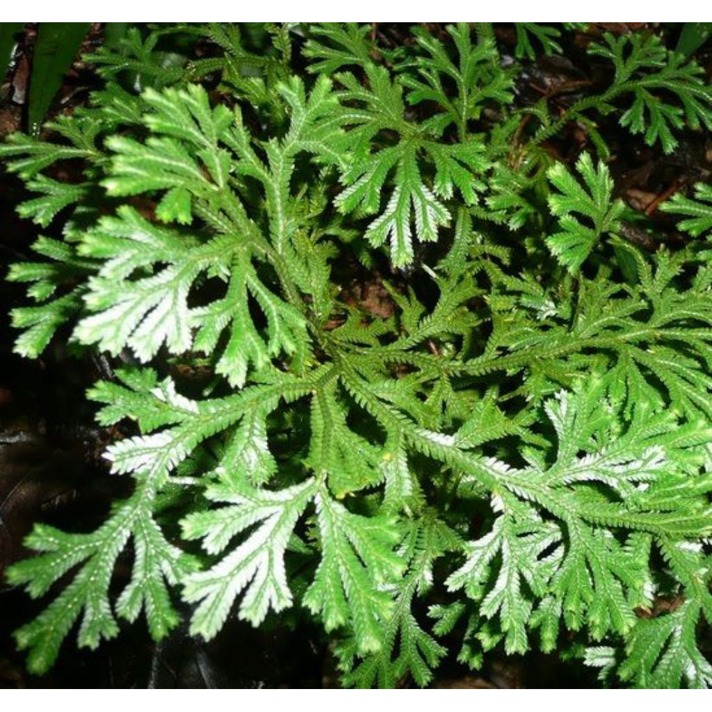 

paket hemat daun cakar ayam