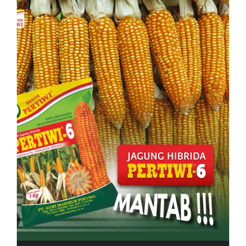 

bibit jagung pertiwi 6 bibit jagung pertiwi 3 isi 1kg bibit jagung pertiwi berat 1kg