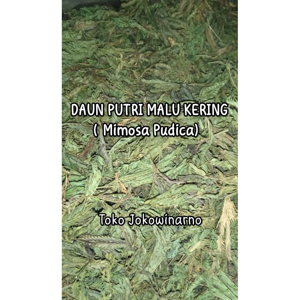 

DAUN PUTRI MALU KERING FULL DAUN ORIGINAL - Varian Isi 500 Gram ( Mimosa Pudica )