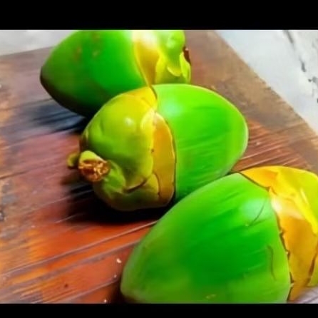 

Tumbruluk termurah isi 10pcs / bururuk /pentil buah kelapa