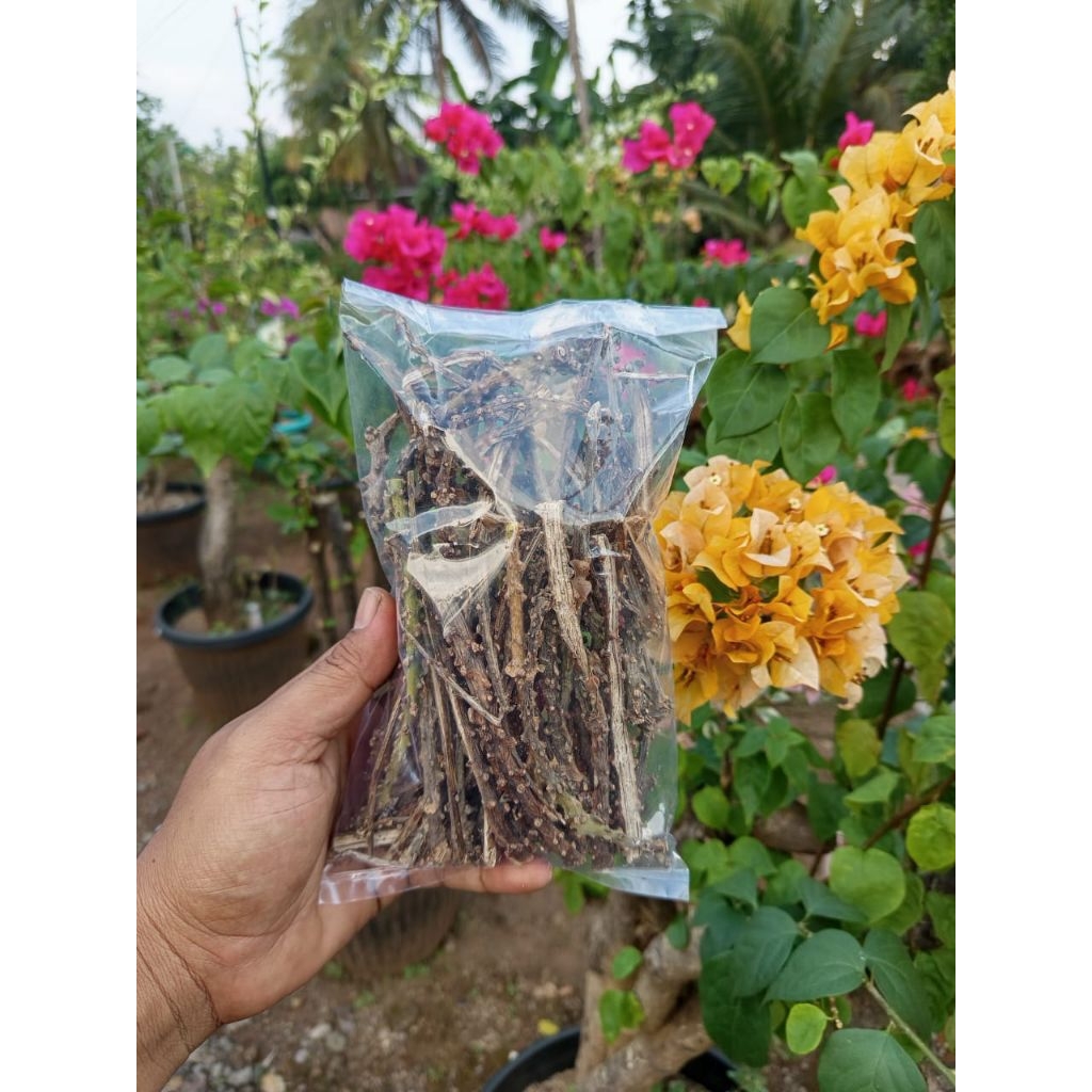 

butrowali kering berat 100g/ herbal alami / rasa pahit