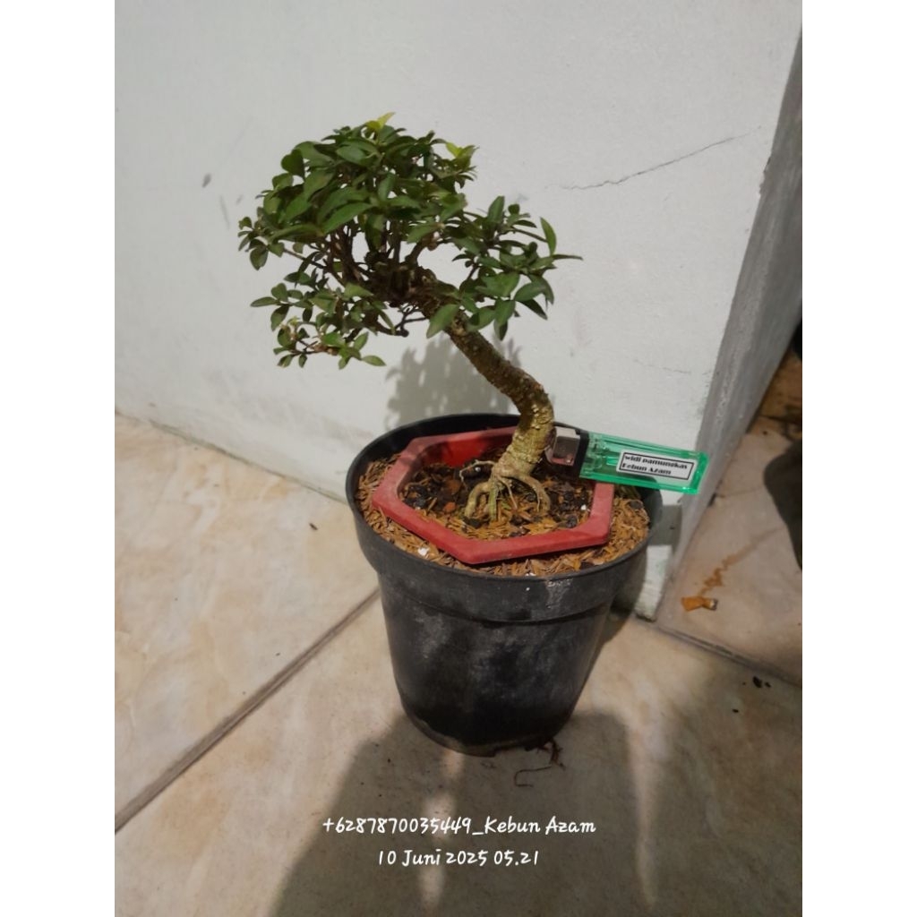Bonsai Sakura Mikro