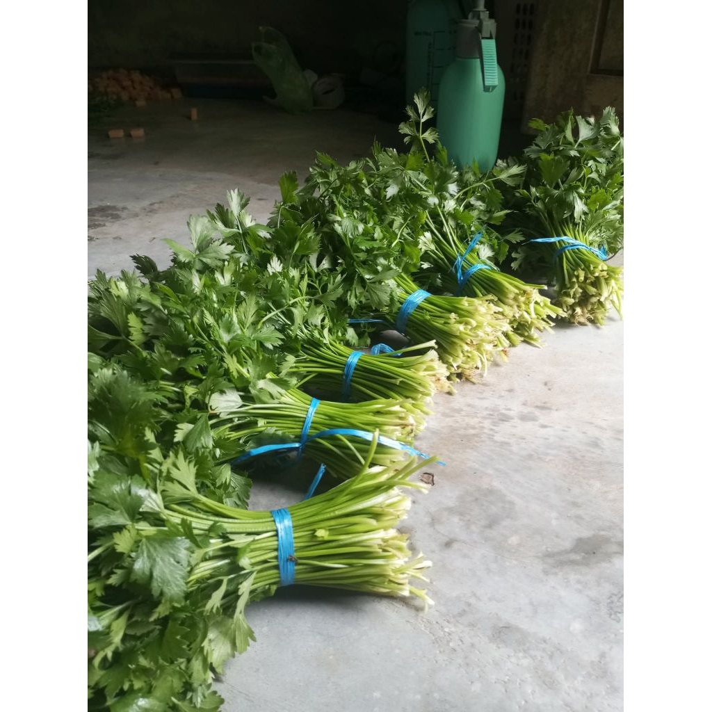 

Seledri 100Gram Fress Langsung Petani