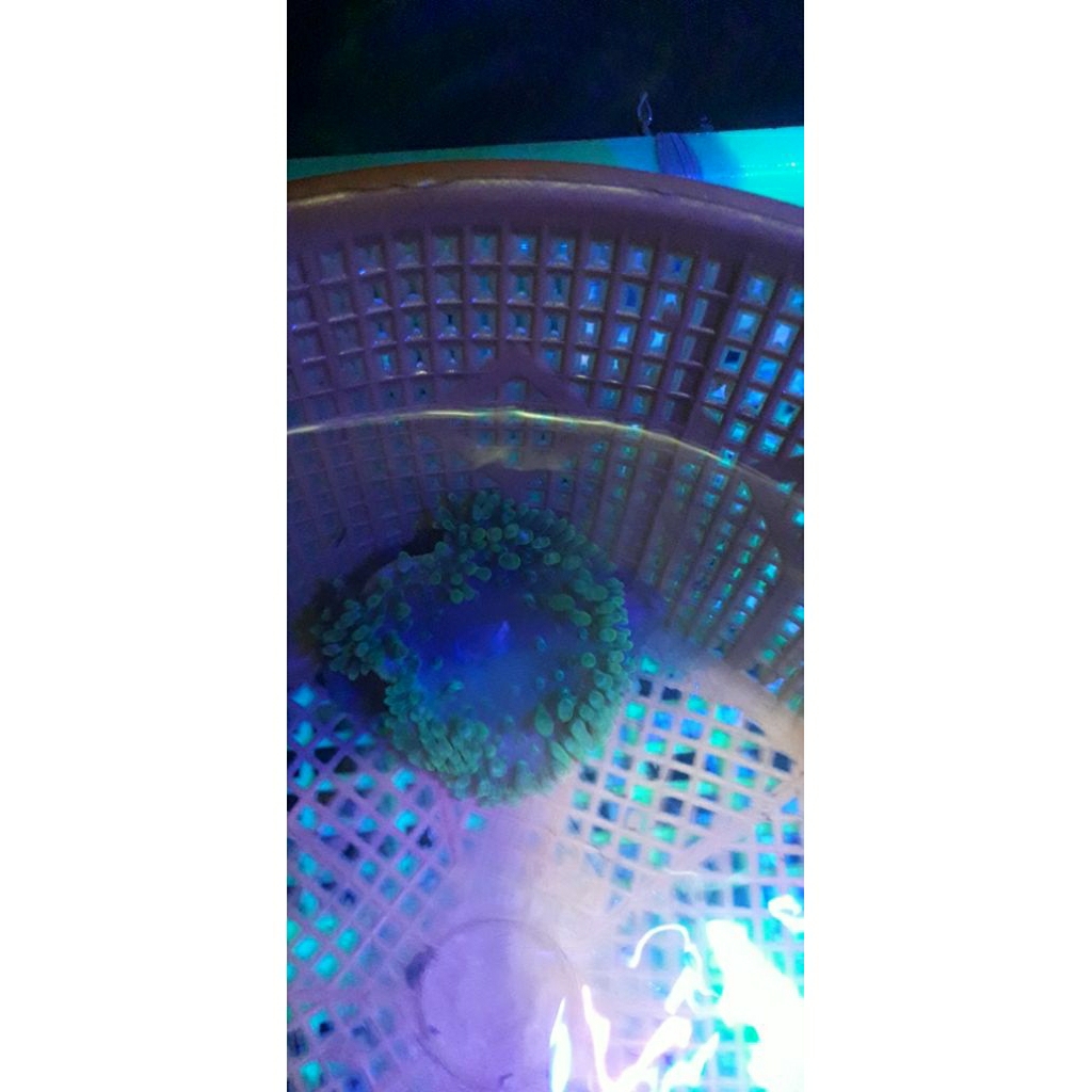 RUMAH NEMO ANEMON JAGUNG S