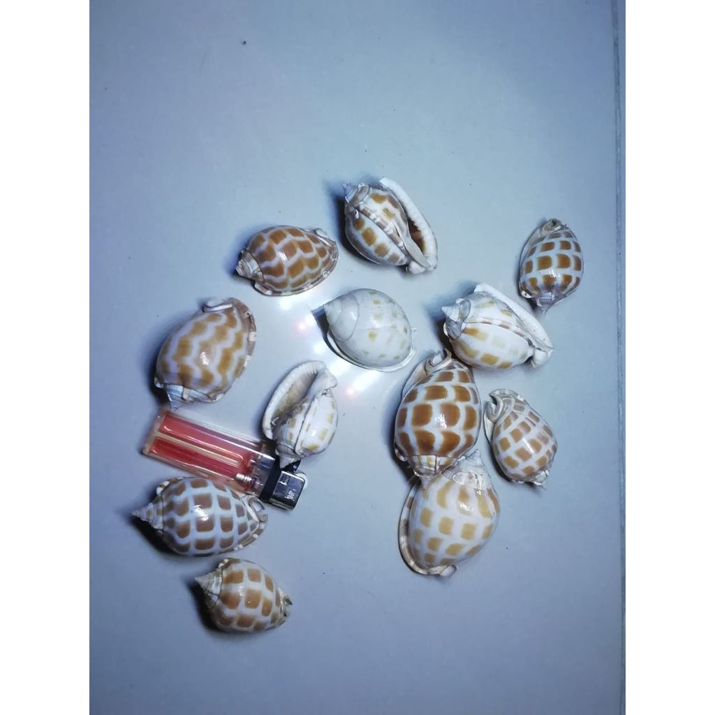 

cangkang kerang phalium
