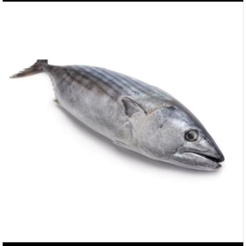 

ikan tongkol sisik 500 gram
