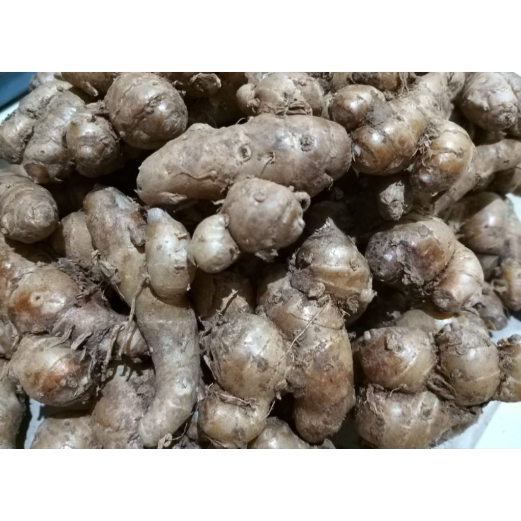 

Kencur 500 Gram Pilihan Hemat