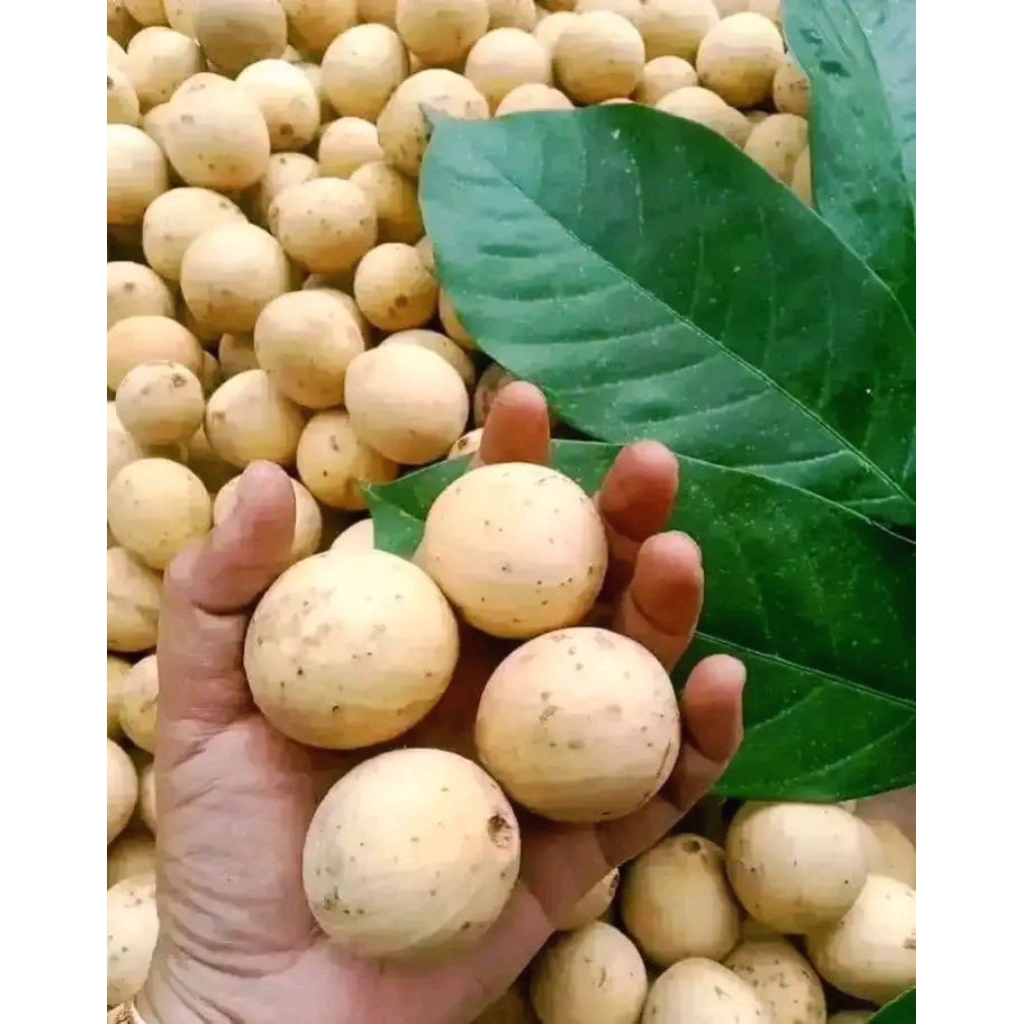 

Buah Duku Palembang 1kg fresh