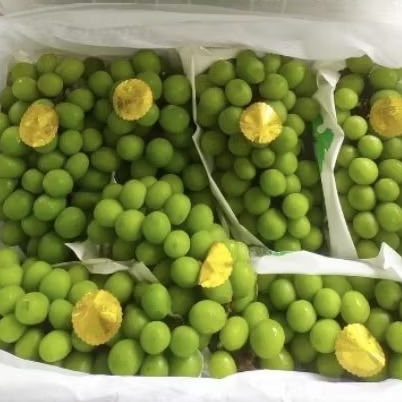 

Buah anggur shine Muscat premium manis tanpa biji gift pack isi -+1 kg