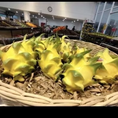 

Buah naga kuning lokal premium asli Nusantara 1 kg